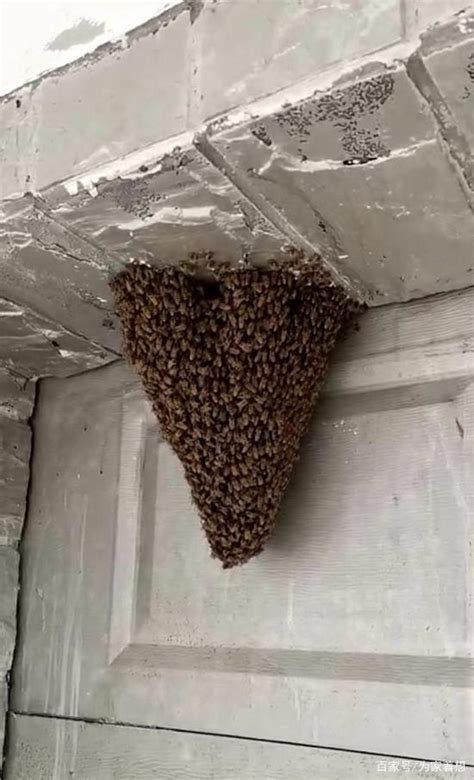 羊犯太歲2023 蜜蜂在家筑巢怎么办